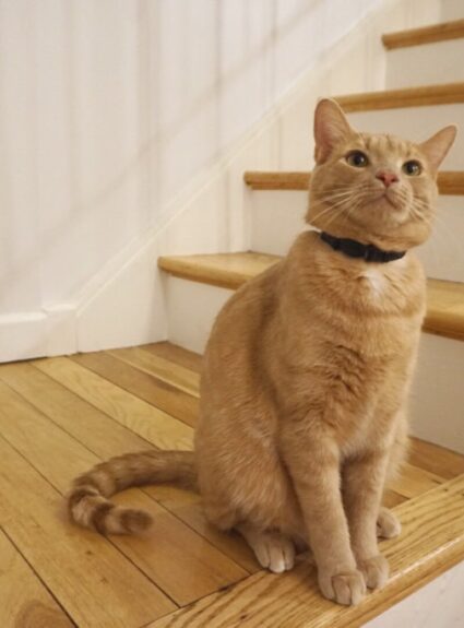 Overrated Reads | Volume No. 5