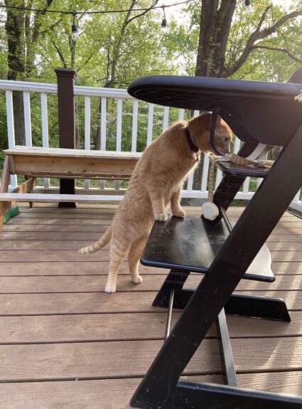 Pasta Bolognese, Please!