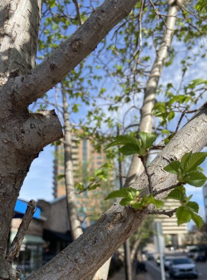 Leviticus 6:1 – 8:36 | Tzav | “Command”