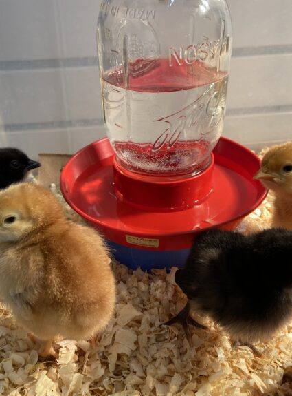 Leviticus 12:1–15:33 | Tazria + Metzora | “She Bears Seed” +  “Leper”